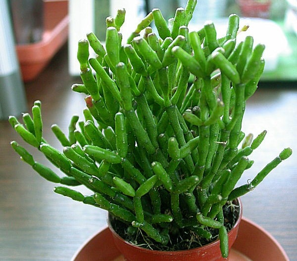 Chậu cây lộc nhung để bàn tạo cảm giác thư thái và mang tới may mắn cho Ất Dậu.