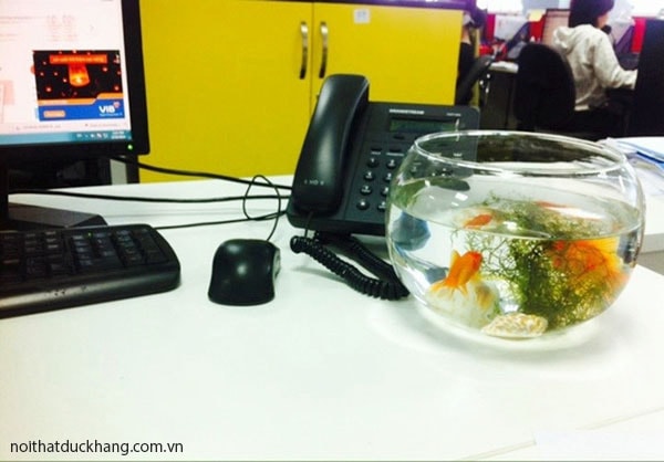 Bể cá cảnh mini để bàn làm việc mệnh Mộc