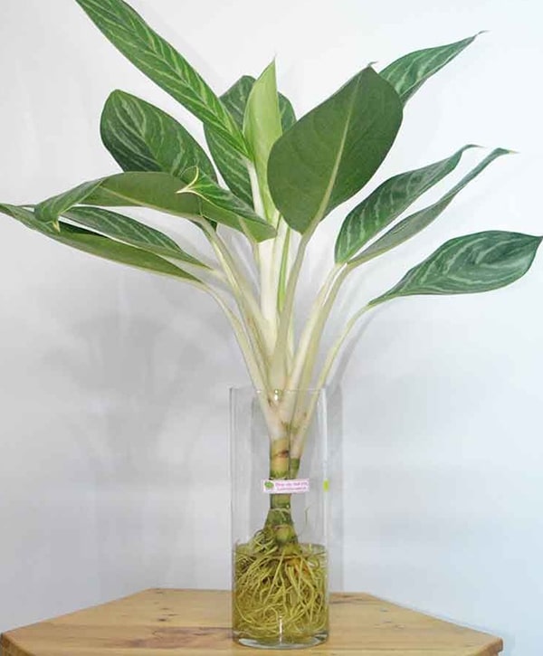 Cây bạch mã thủy sinh để bàn làm việc