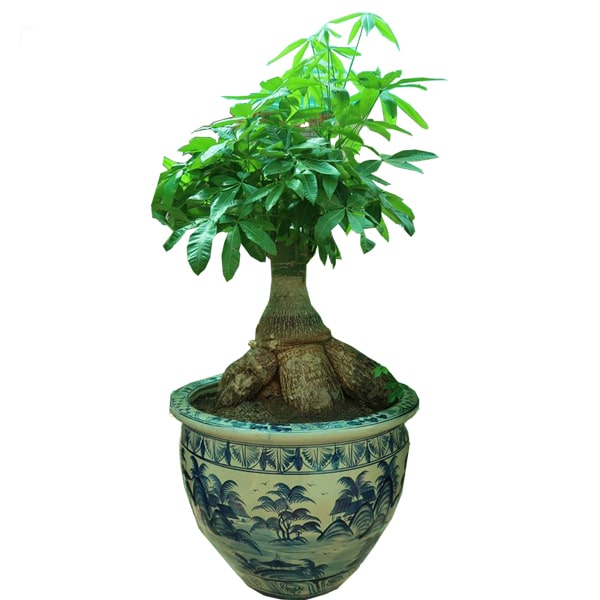 Cây kim ngân củ bonsai