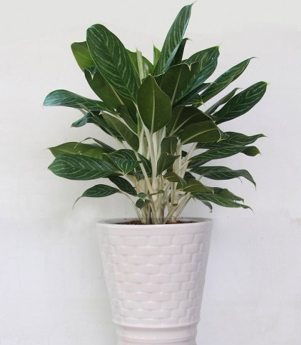 Cây để bàn làm việc cho người tuổi Nhâm Thân 1992