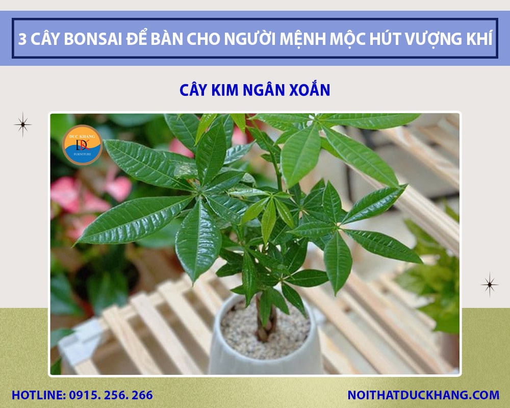 Những cây bonsai để bàn cho người mệnh Mộc - Cây kim ngân xoắn