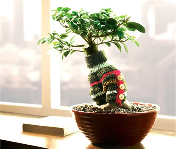 Cây bonsai để bàn mệnh Mộc