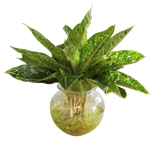 Cây Cung Điện Vàng đem đến thịnh vượng, tốt lành cho người mệnh Kim.