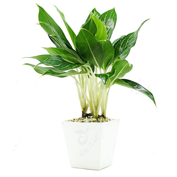 Cây Bạch Mã Hoàng Tử để bàn mệnh Kim