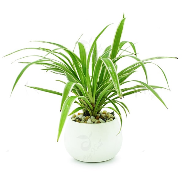 Cây Lan Chi để bàn mệnh Kim.