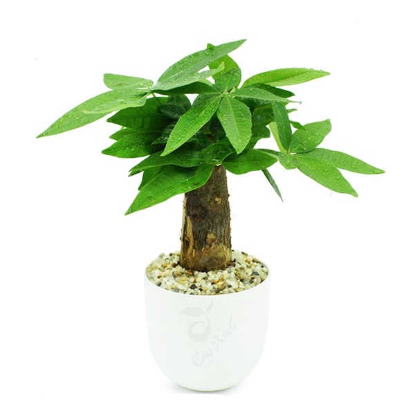 Cây Kim Ngân để bàn mệnh Kim