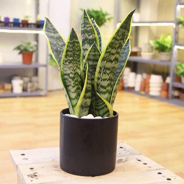 Cây Lưỡi Hổ giúp cải thiện tâm trạng, giảm stress sau những ngày làm việc vất vả.