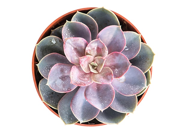 Cây Sen Đá Nâu giúp giảm mệt mỏi, stress giúp gia chủ có thêm niềm tin, hăng say sống và làm việc.