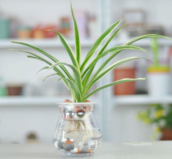 Cây dây nhện thủy sinh có vẻ ngoài bắt mắt