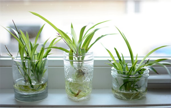 Cây dây nhện trong nước rất dễ chăm sóc