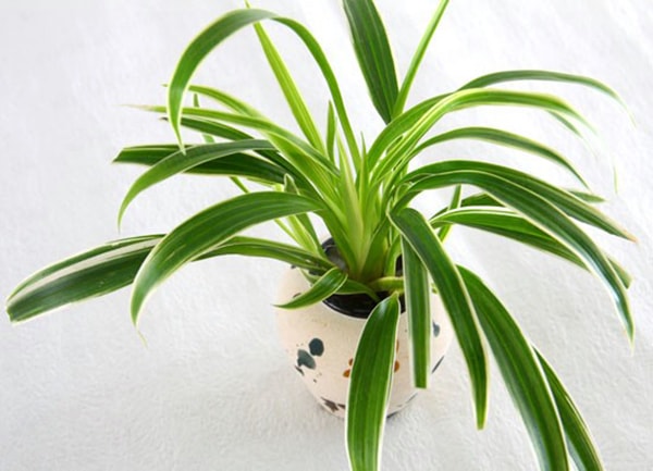 Cây dây nhện có ý nghĩa tốt đẹp về phong thủy