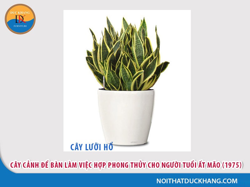 Cây để bàn làm việc cho người tuổi Mão - Ất Mão (1975)