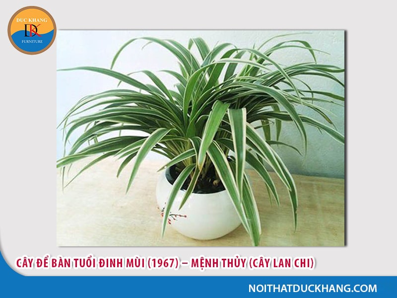 Cây để bàn làm việc tuổi Mùi - Đinh Mùi (1967) – Mệnh Thủy