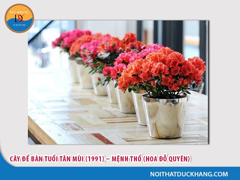 Cây để bàn làm việc tuổi Mùi - Tân Mùi (1991) – Mệnh Thổ