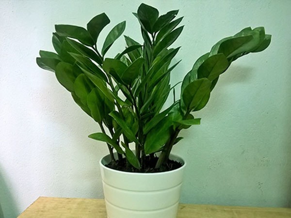 Cây cảnh phong thủy cho người tuổi Giáp Tý