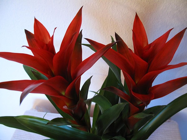 Cây cảnh phong thủy cho người tuổi Canh Tý