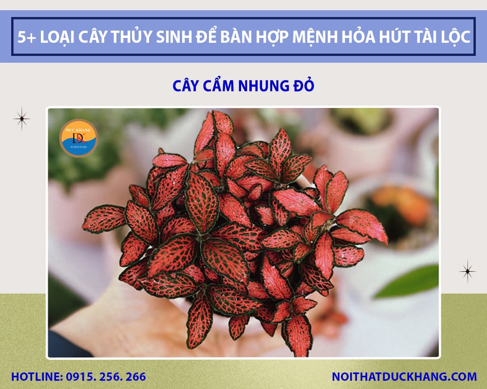 Cây cẩm nhung đỏ thủy sinh để bàn làm việc