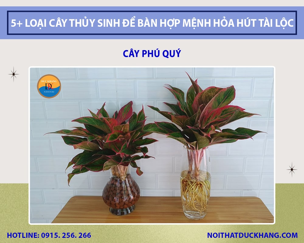 Cây phú quý thủy sinh để bàn làm việc