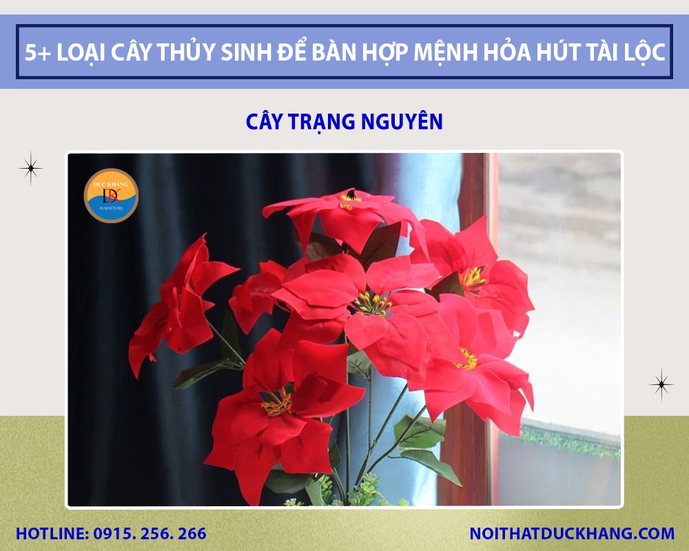 Cây trạng nguyên thủy sinh để bàn làm việc