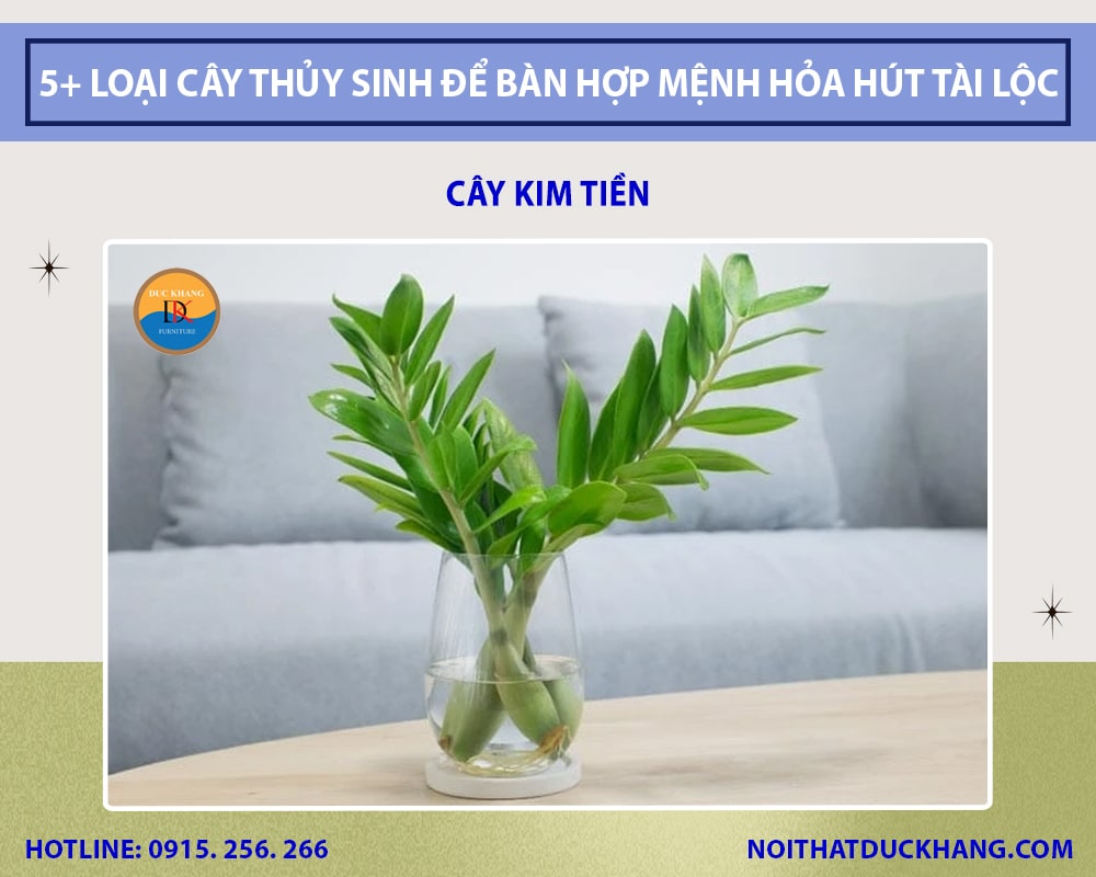 Cây kim tiền thủy sinh để bàn làm việc