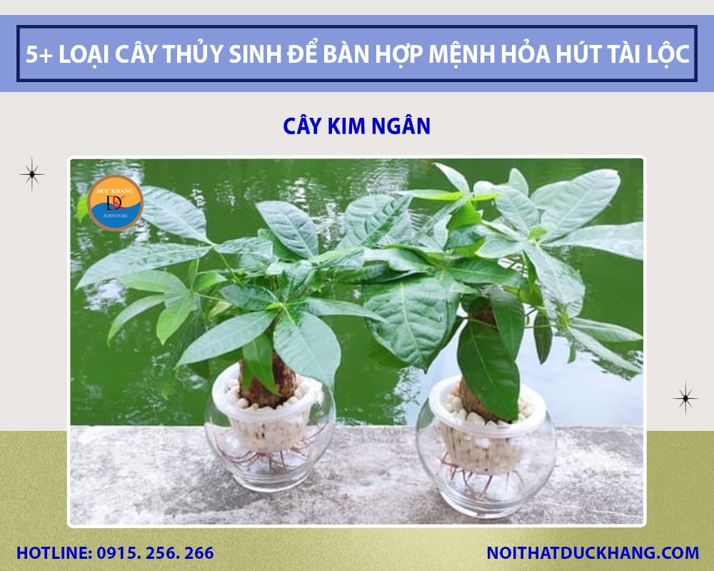 Cây kim ngân thủy sinh để bàn làm việc