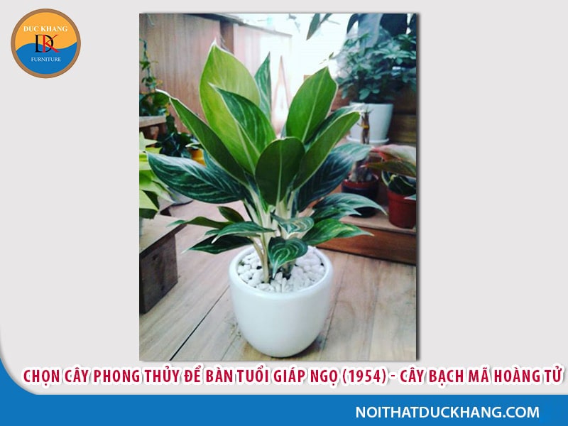 Cây để bàn làm việc tuổi Ngọ - Giáp Ngọ 1954