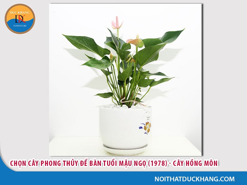 Cây để bàn làm việc tuổi Ngọ - Mậu Ngọ 1978