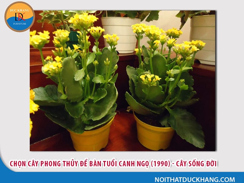 Cây để bàn làm việc tuổi Ngọ - Canh Ngọ 1990