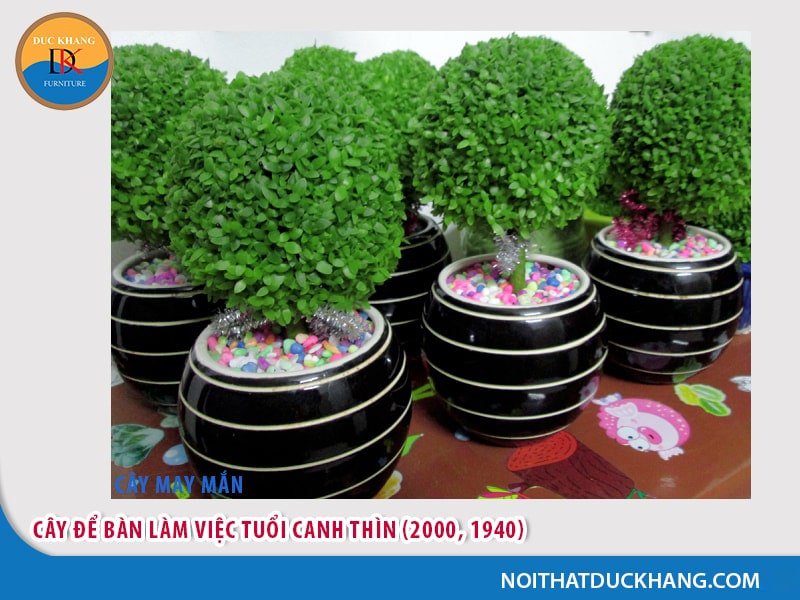 Cây để bàn làm việc tuổi Canh Thìn (2000, 1940) - mệnh Kim
