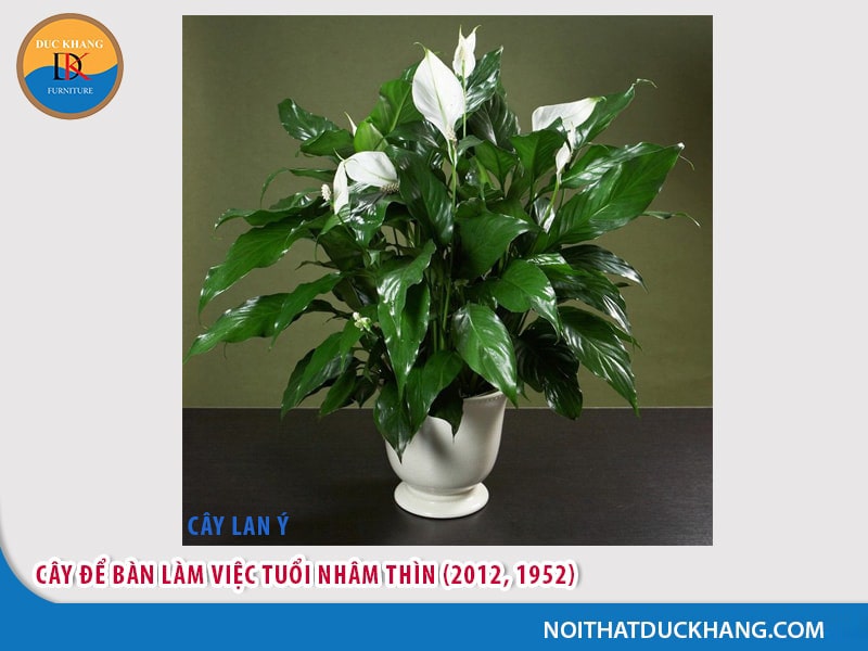 Cây để bàn làm việc tuổi Nhâm Thìn (2012, 1952) - mệnh Thủy