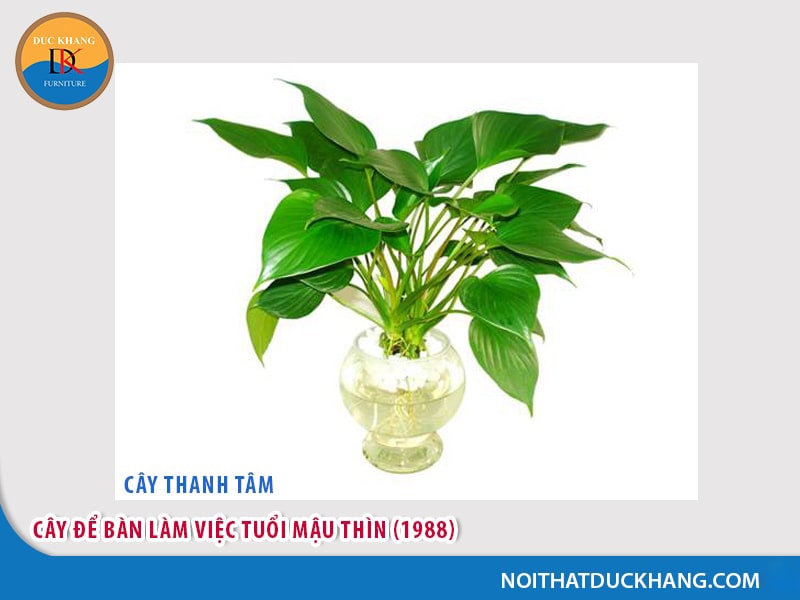 Cây để bàn làm việc tuổi  Thìn - Mậu Thìn (1988) - mệnh Mộc