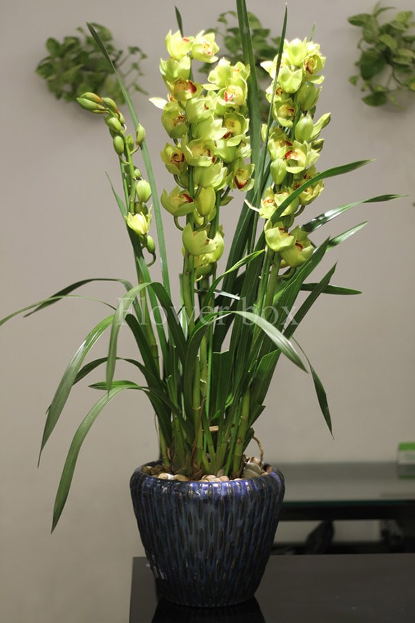 Cây địa lan để bàn làm việc tuổi Thân