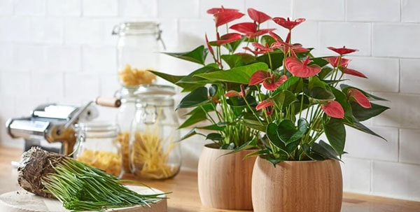 Cây hồng môn - cây biểu tượng cho tình yêu rực cháy