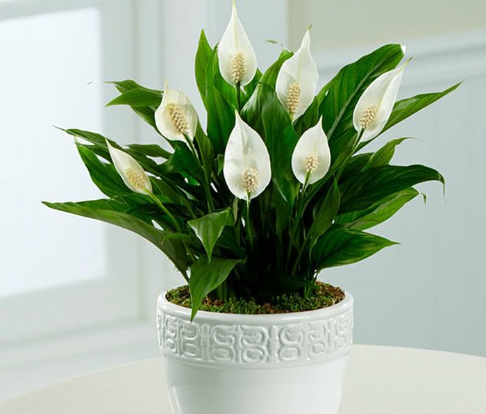 Cách chăm sóc và bố trí cây Lan ý để trên bàn làm việc hợp phong thủy