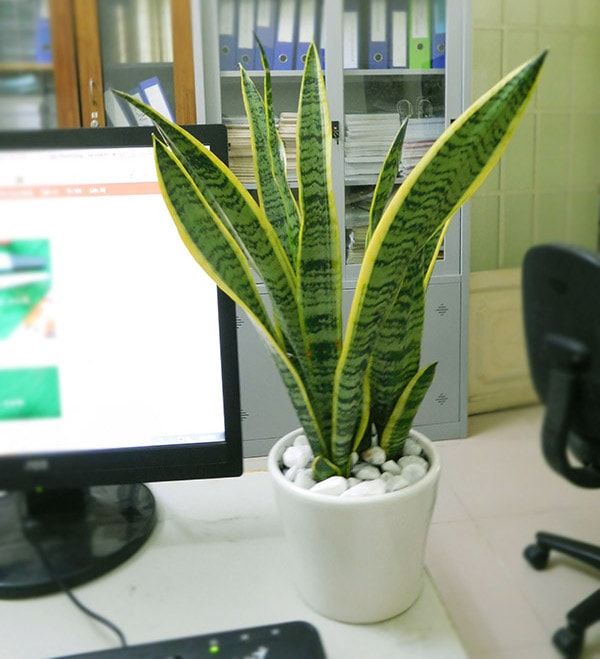 Đặc điểm chung của cây lưỡi hổ