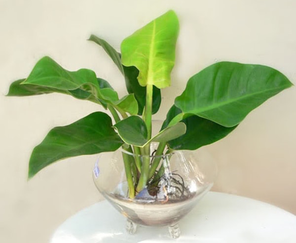 Cây đế vương xanh thủy sinh để bàn mệnh Mộc