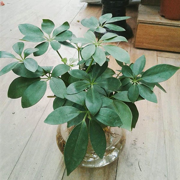 Cây ngũ gia bì thủy sinh để bàn mệnh Mộc