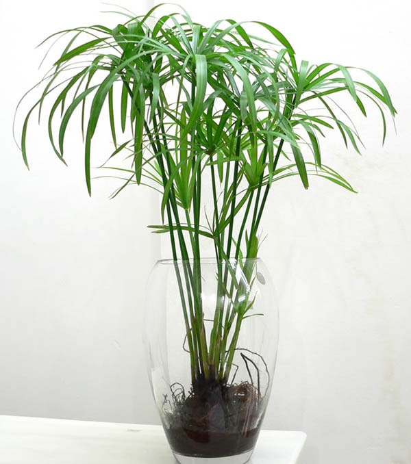 Cây trúc nhật thủy sinh để bàn mệnh Mộc