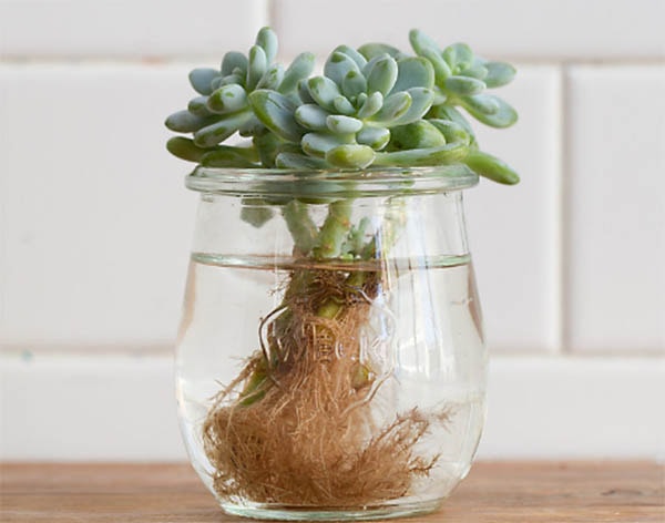 Cây sen đá nâu thủy sinh để bàn mệnh Mộc