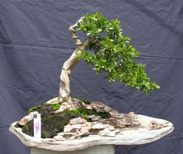 Cây nguyệt quế để bàn làm việc tuổi Thân