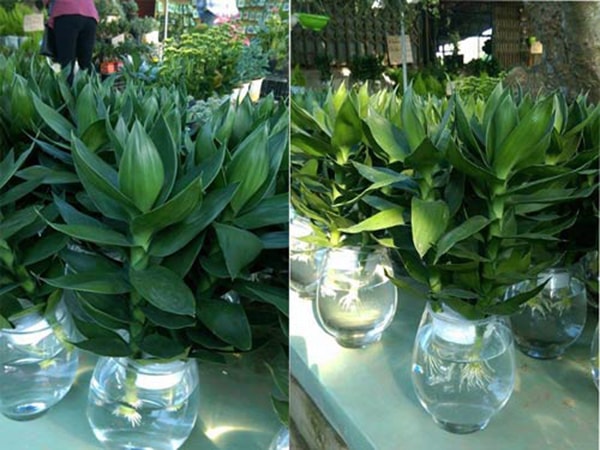 Cách lựa chọn và bố trí cây Phất Lộc để bàn làm việc hợp phong thủy