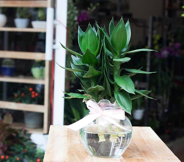 Cách lựa chọn và bố trí cây Phất Lộc để bàn làm việc hợp phong thủy