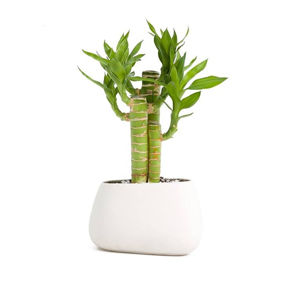 Cây để bàn làm việc cho tuổi Canh Thân 1980