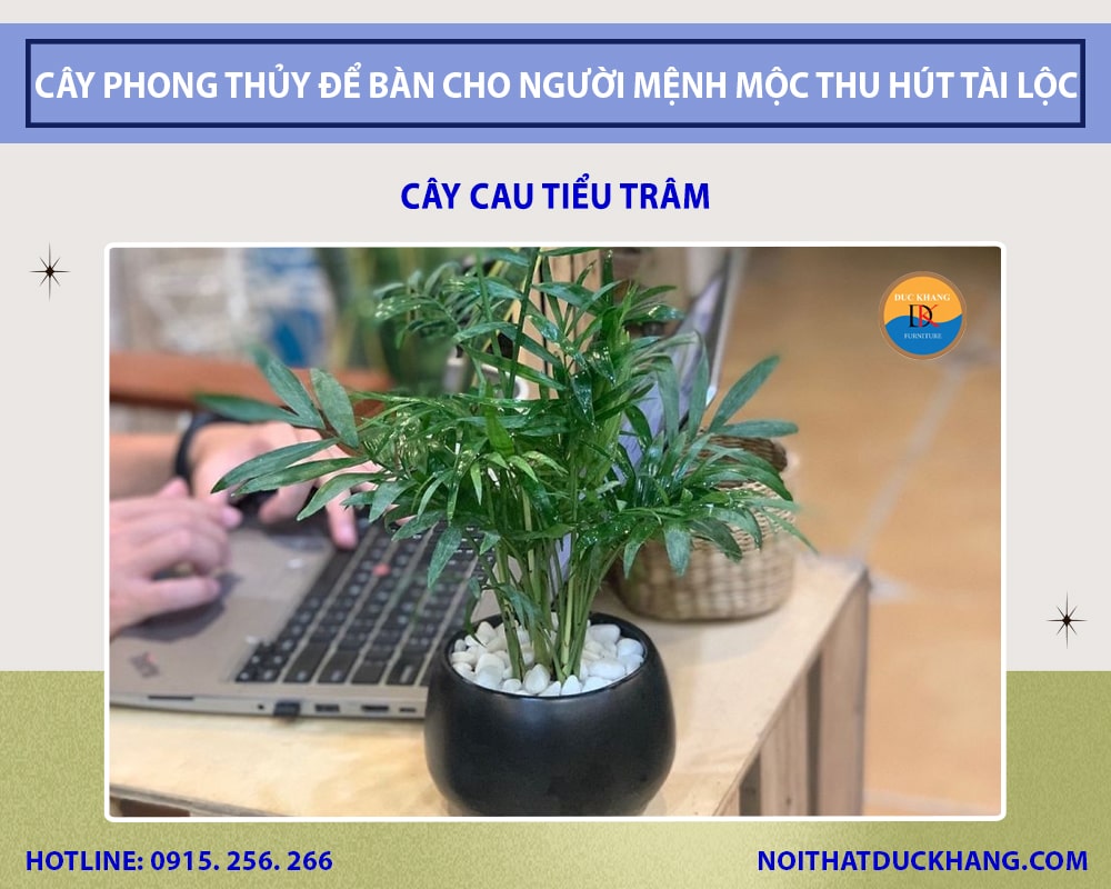 Những loại cây phong thủy để bàn cho người mệnh Mộc - Cây cau tiểu trâm