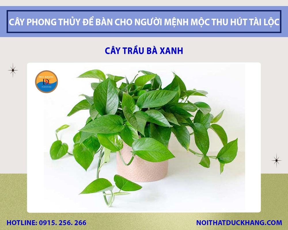 Những loại cây phong thủy để bàn cho người mệnh Mộc - Cây trầu bà xanh
