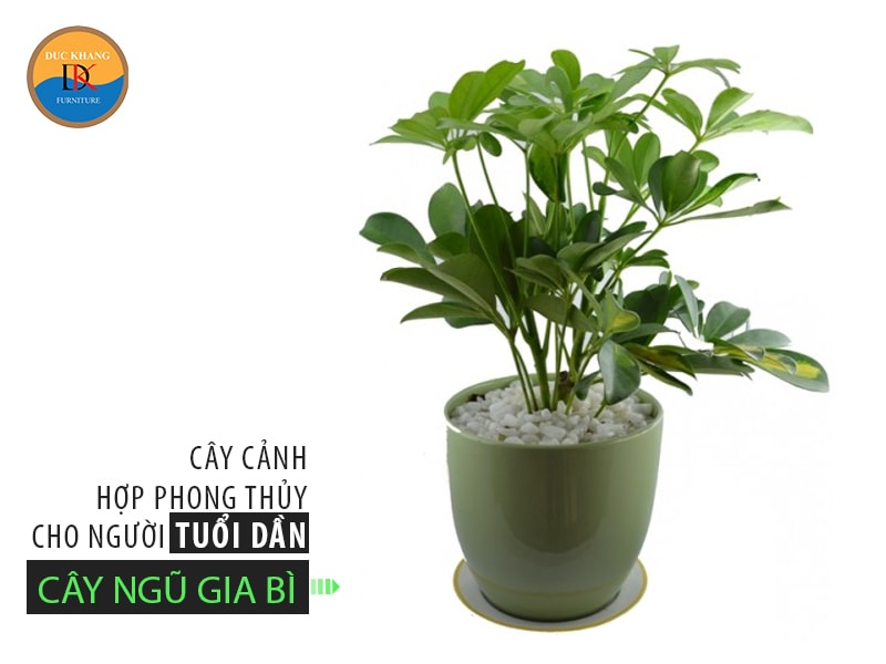 Chọn cây cảnh hợp phong thủy cho người tuổi Dần