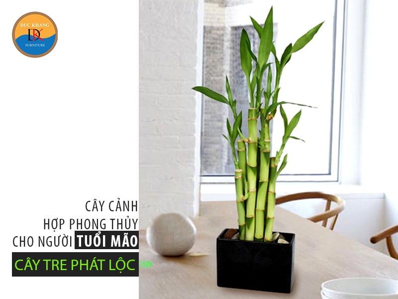 Chọn cây cảnh hợp phong thủy cho người tuổi Mão