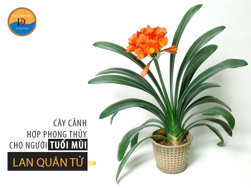 Chọn cây cảnh hợp phong thủy cho người tuổi Mùi