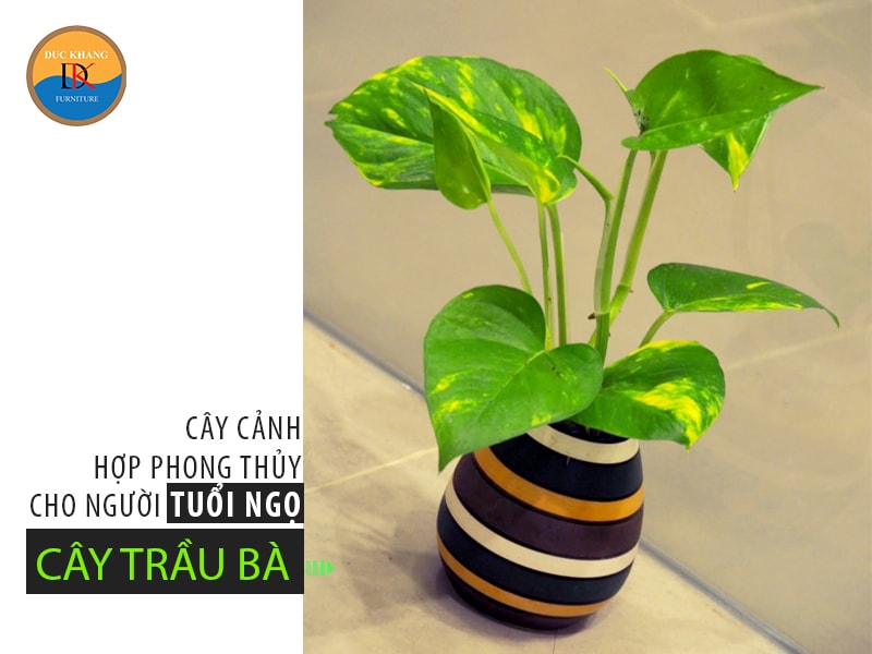 Chọn cây cảnh hợp phong thủy cho người tuổi Ngọ